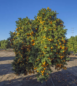 chinotto citrus