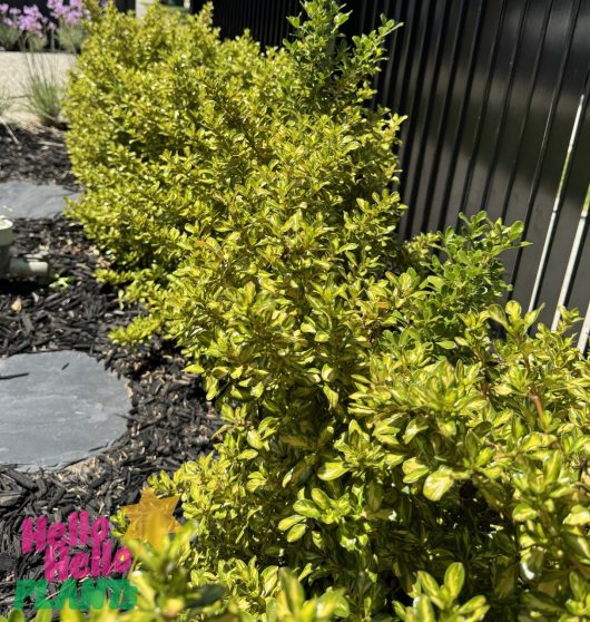 A Coprosma 'Lemon and Lime' hedge with vibrant, lemon and lime leaves borders a dark fence. Mulch covers the ground, complemented by slate stepping stones to create an inviting path.