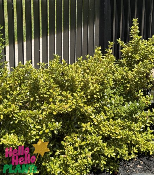 A dense Coprosma 'Lemon and Lime' shrub with small leaves stands before a dark slatted fence, casting sunlit shadows. Perfect for plant care enthusiasts. The "Hello Hello Plants" logo is at the bottom left corner.