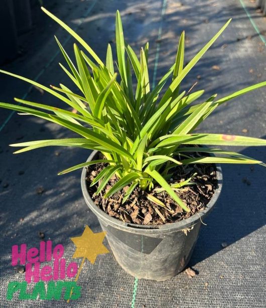 A potted plant with long, narrow green leaves, placed on a dark surface. Text on the bottom left corner reads "Hello Hello Plants." This Dianella 'Little Jess™' Flax Lily 6" Pot addition brightens up any space effortlessly.