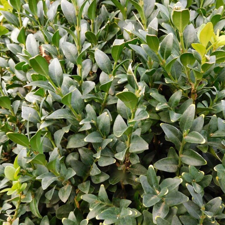 Buxus 'English Box' Topiary and Standards - Hello Hello Plants & Garden ...