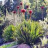 Doryanthes 'Gymea Lily' 16'' Pot - Hello Hello Plants & Garden Supplies