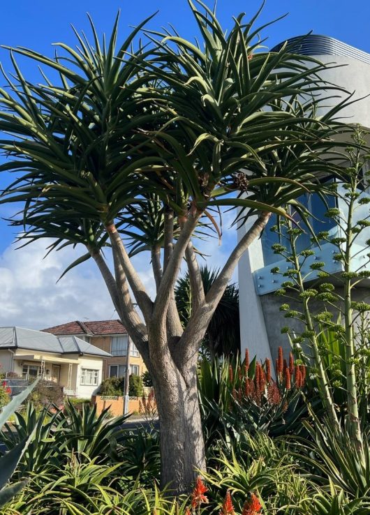 A tall tree with long, narrow leaves stands in a garden adorned with vibrant Osteospermum 'Serenity™ Dark Purple' African Daisies and various other plants and flowers, in front of a modern house on a sunny day.