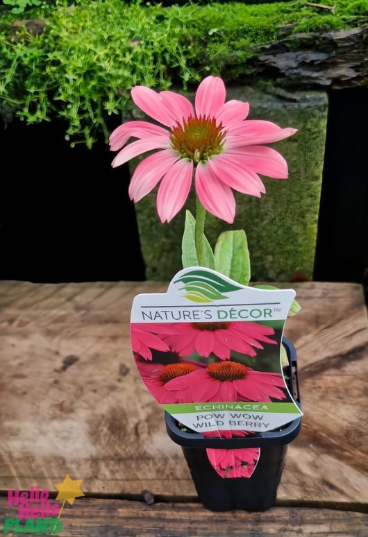 A 4" potted Echinacea 'Pow Wow Wild Berry' Coneflower, marked as "Nature's Décor," rests gracefully on a wooden surface with lush green foliage in the background.