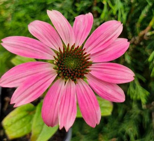 A close-up of a pink Coneflower showcases elongated petals and a green, spiky center with lush greenery backdrop; this variety embodies the vibrant hues of Echinacea 'Pow Wow Wild Berry' in a 4" Pot.