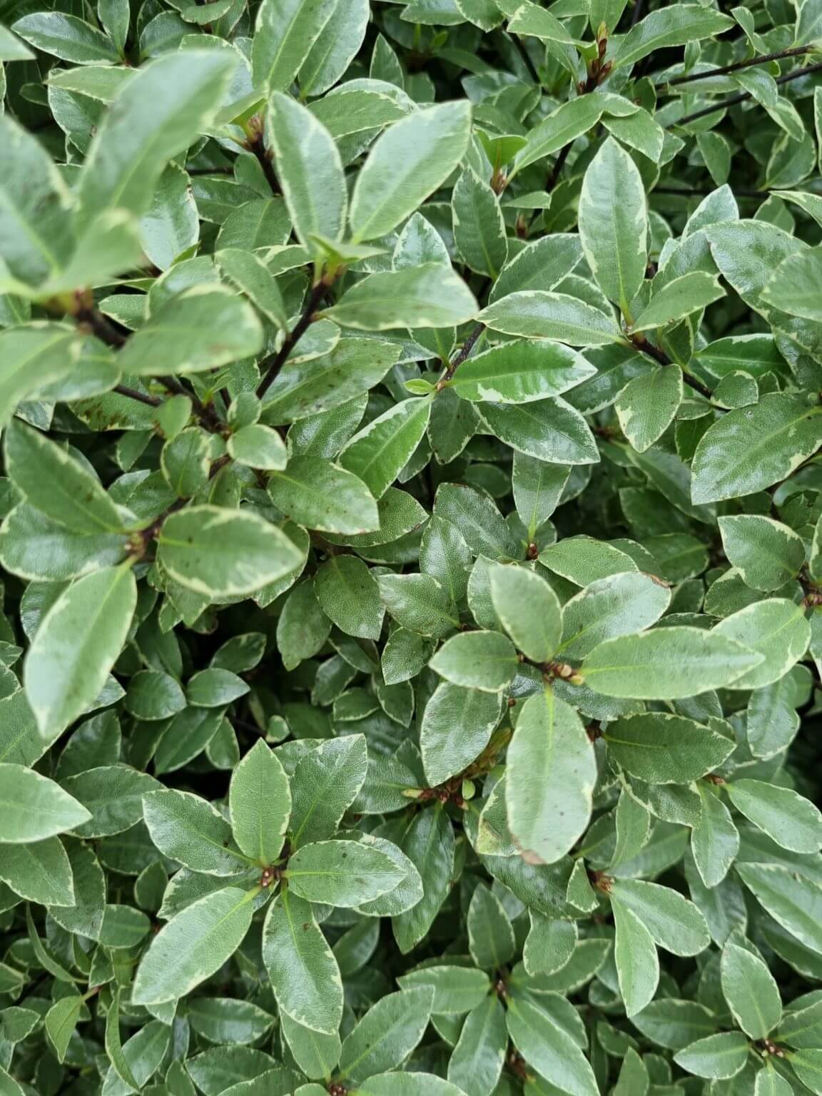 Pittosporum 'Hole in One' PBR - Hello Hello Plants & Garden Supplies