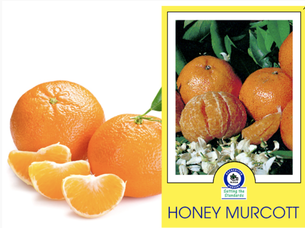 honey murcott tangerine tree