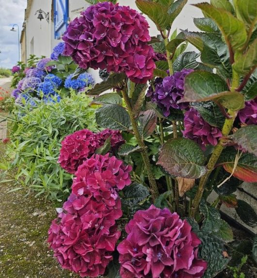 Close-up view of vibrant, blooming hydrangea flowers in shades of pink, purple, and blue, with a stunning Paeonia 'Cora Louise' Peony Rose 8" Pot peeking through, all growing along the side of a building.