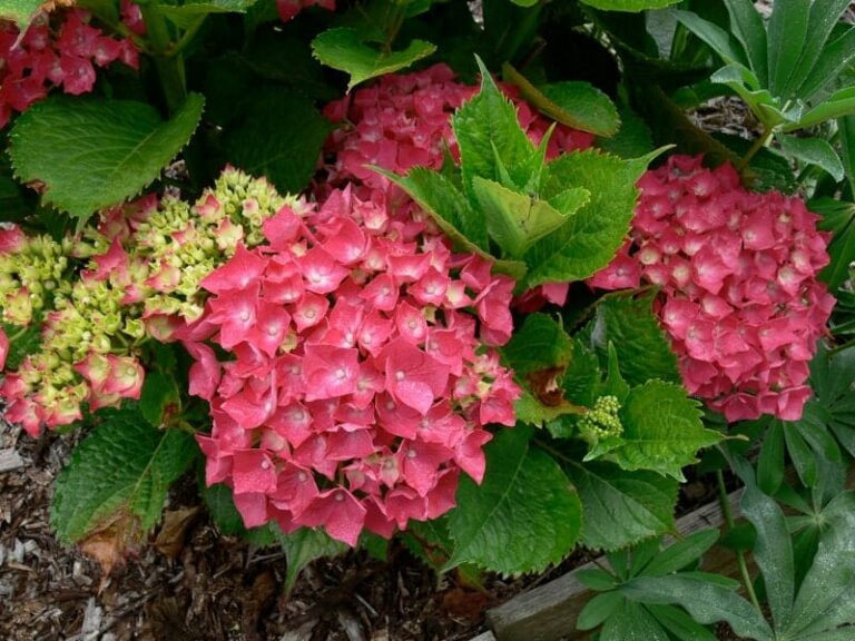 Hydrangea macrophylla 'Red' 8