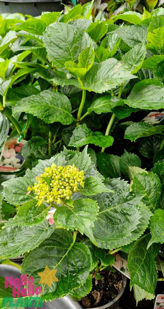 Pink hydrangea plant with clusters of small, unopened yellow buds, nestled in an 8" pot, surrounded by large, lush leaves.