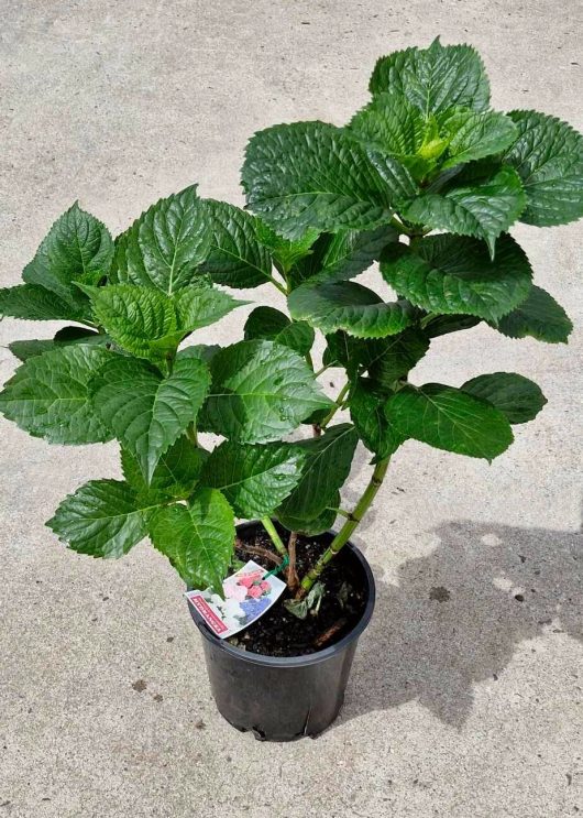 Hydrangea macrophylla 'Pink' plant with broad leaves, gracefully showcased on a concrete surface in an 8" pot.