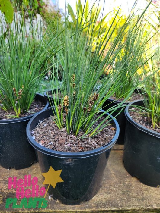 The Lomandra 'Seascape' ornamental grasses flourish beautifully in stylish black 8" pots, gracefully displayed on a wooden surface.