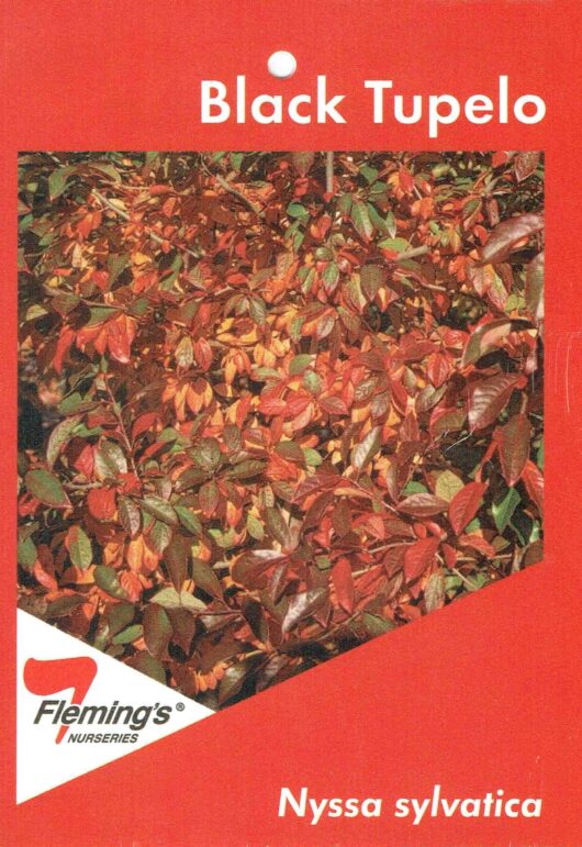 Promotional nursery image displaying the vibrant red and green leaves of the Nyssa 'Tupelo' Tree in an 8" pot.