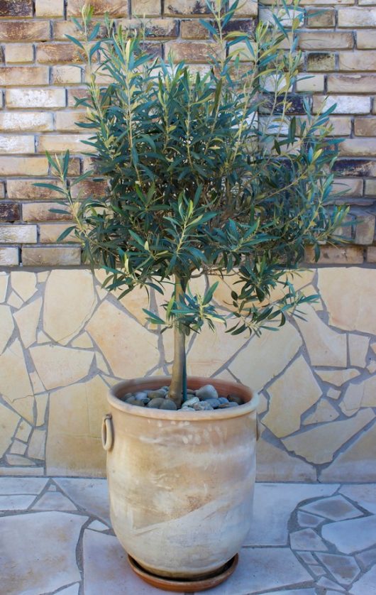 An Olea 'Kalamata Jumbo' Olive Tree stands against a stone brick wall. The pot is beige and placed on a tiled surface.