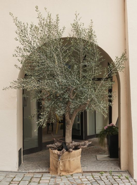 An Olea 'Kalamata Jumbo' Olive Tree in a large pot wrapped in a burlap sack is placed in front of an arched doorway of a beige building.