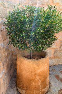 A small Olea 'Kalamata Jumbo' Olive Tree with green leaves and some olives, planted in a large beige stone pot against a stone wall backdrop.
