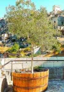 A potted Olea 'Kalamata Jumbo' Olive Tree in a wooden barrel graces a rooftop terrace, overlooking an old town of stone buildings and hills under a clear sky.
