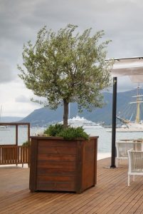 An Olea 'Kalamata Jumbo' Olive Tree sits on a wooden deck near the water, with yachts seen in the background under a cloudy sky.