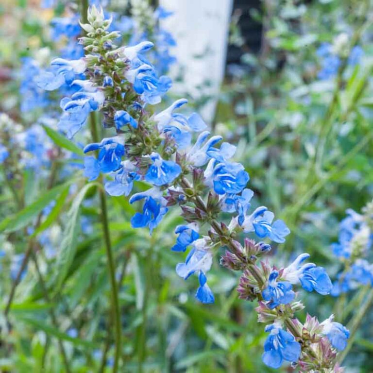 Salvia 'Bog Sage Blue' - Hello Hello Plants