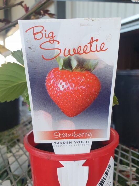 Close-up of a plant label in a red 4" pot displaying a large strawberry and the text "Strawberry 'Big Sweetie' 4" Pot" by Garden Vogue. The background features a mesh surface and other pots.
