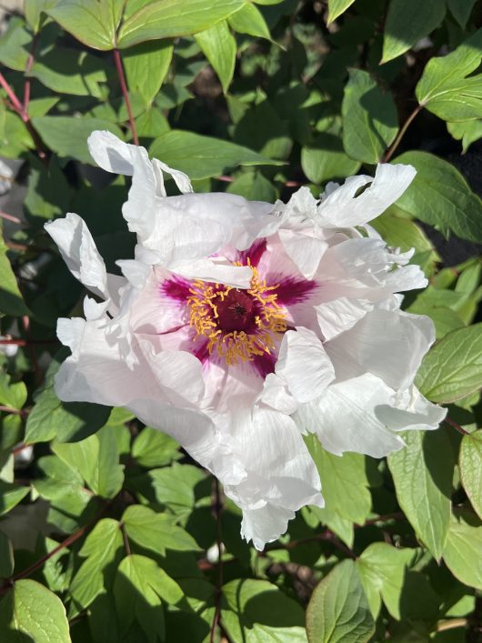 A Paeonia 'Cora Louise' Peony Rose with ruffled petals and a pink-tinged center, surrounded by green leaves in sunlight, sits elegantly in an 8" pot.