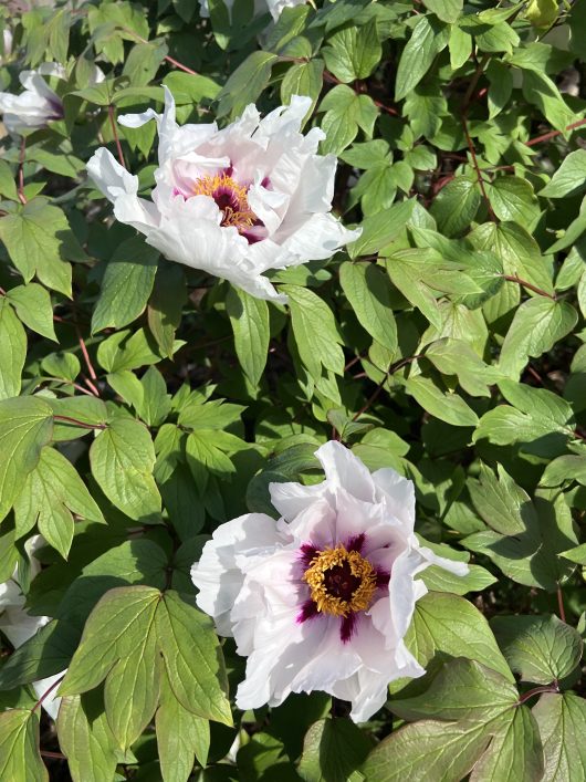 Two white Paeonia 'Cora Louise' Peony Rose blooms with purple centers and yellow stamens, nestled among green foliage.