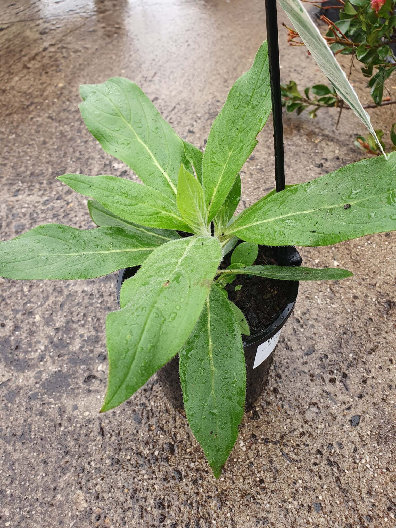 Echium Pride Of Madeira 7  Pot  Hello Hello Plants  