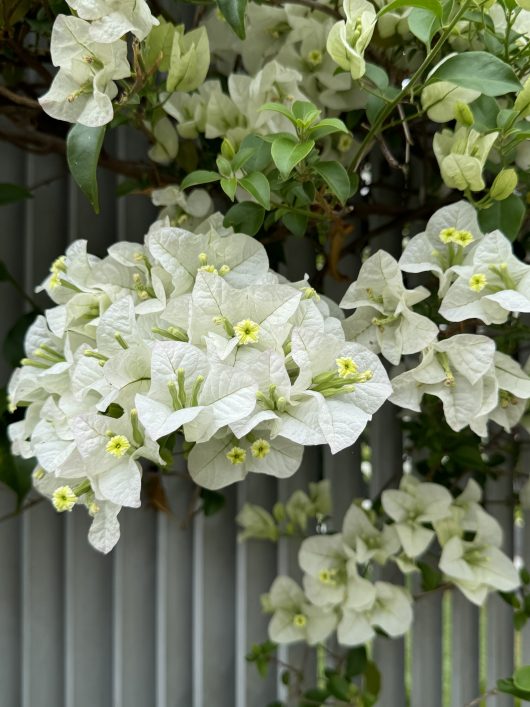 The Bougainvillea 'White Cascade', featuring its delicate blooms and lush green leaves, stands gracefully against a backdrop of corrugated metal.