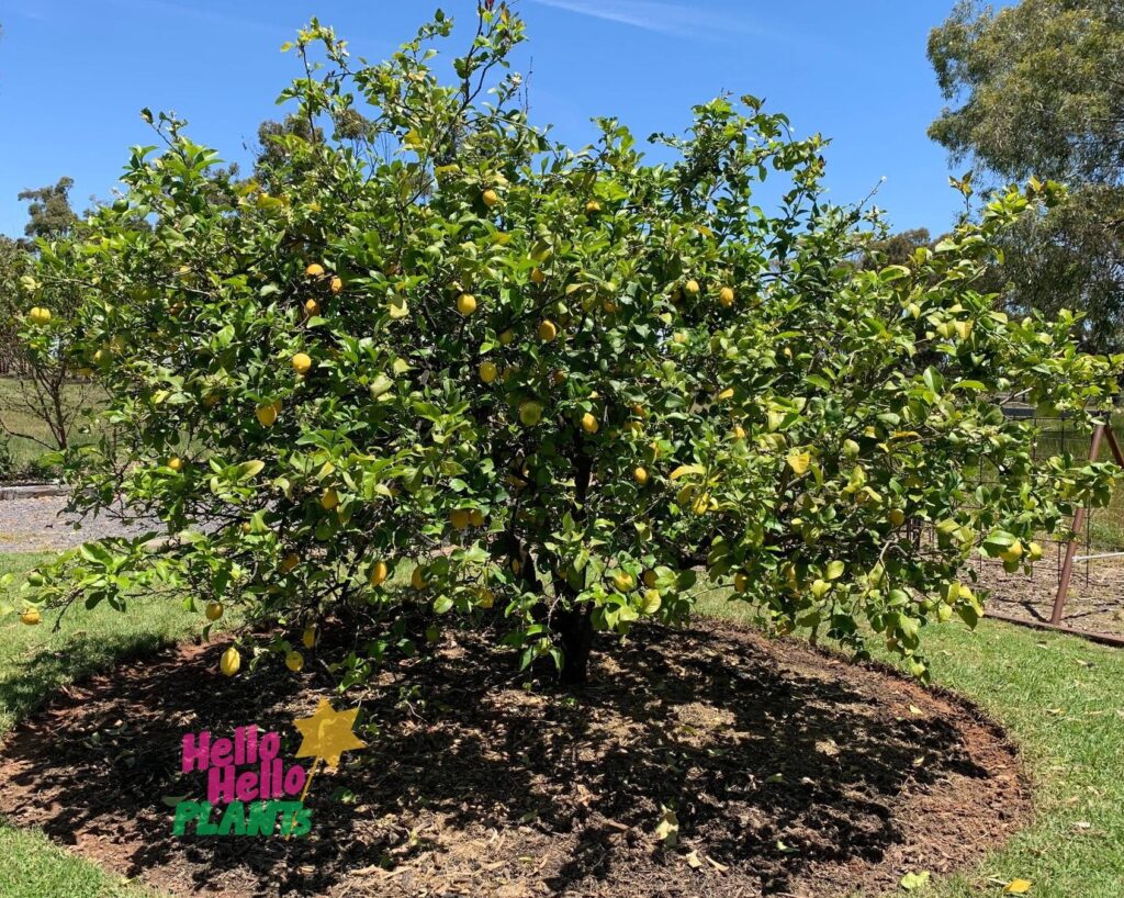 Citrus 'Eureka' Lemon Tree - Hello Hello Plants