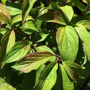 Cornus capitata 'Himalayan' Dogwood - Hello Hello Plants & Garden Supplies