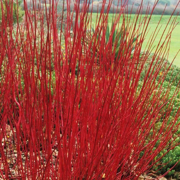 Cornus 'Red Stem Dogwood' - Hello Hello Plants