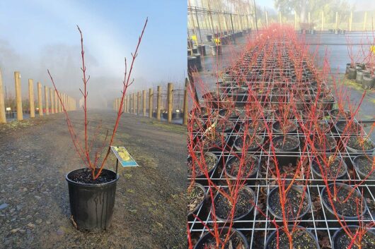 A single Cornus 'Sunshine' Yellow Dogwood 8" Pot on the left. Rows of similar potted plants in a nursery setting on the right. Foggy background with wooden posts on the left side.