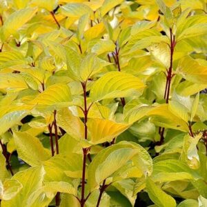 Close-up of yellow-green leaves growing on several stems with deep red branches interspersed in an 8" pot. The leaves of the Cornus 'Sunshine' Yellow Dogwood 8" Pot are catching sunlight and appear lush and healthy.