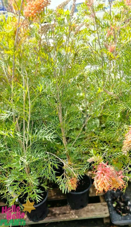 The Grevillea 'Superb', showcasing its vibrant green foliage and striking orange flowers, is elegantly displayed on a wooden surface in an 8" pot.