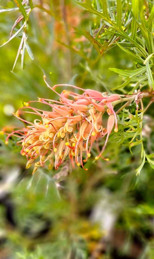 Close-up of a Grevillea 'Superb' flower in stunning pink and yellow shades, encircled by green, needle-like leaves.