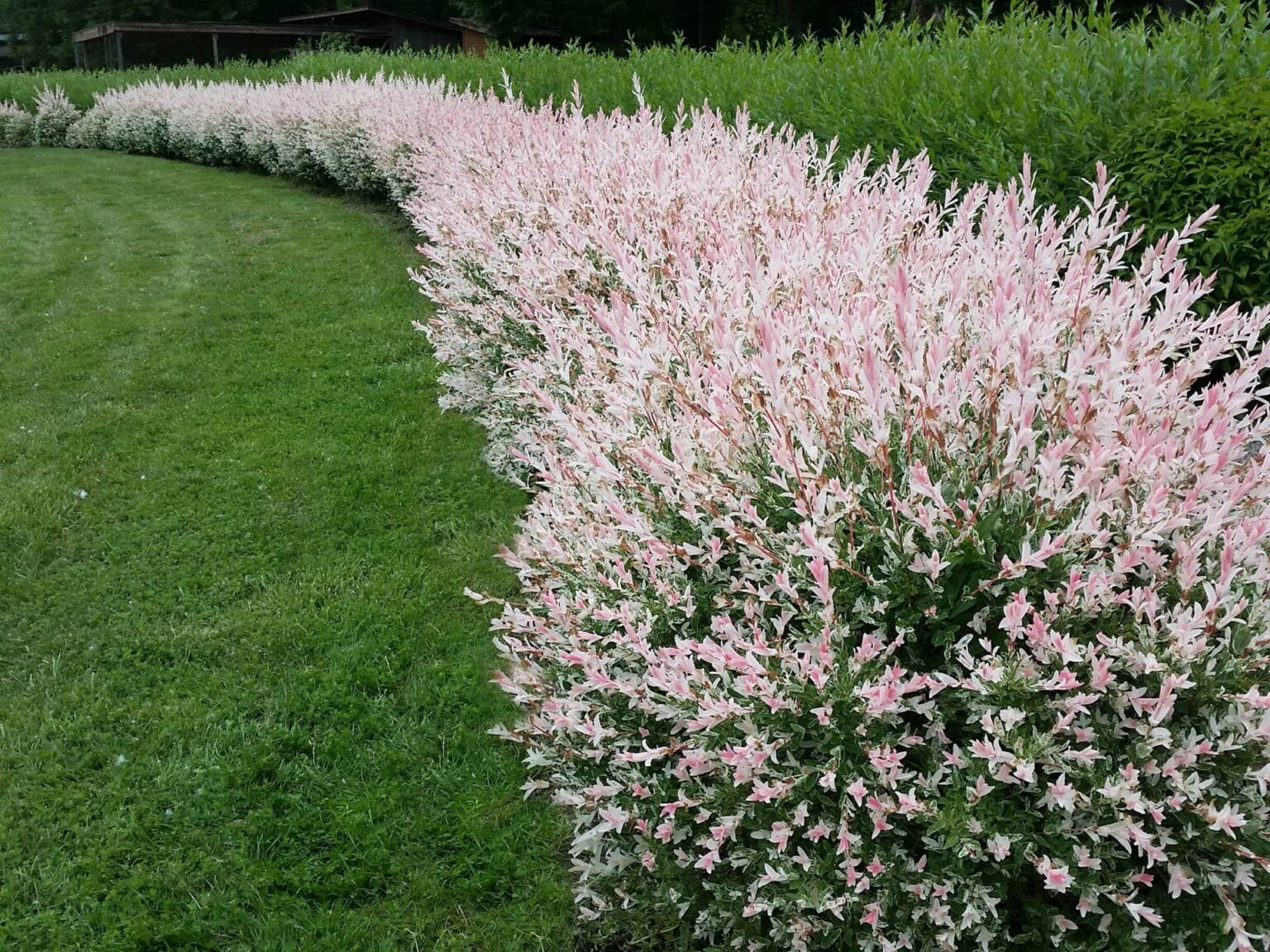 Salix 'Hakuro Nishiki' Variegated Willow 3