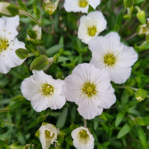 Ground Cover Plants | Ground Cover Plants Australia | Ground Covers