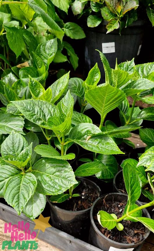 At a plant nursery, sleek black containers hold potted green plants with broad leaves, including the striking Hydrangea macrophylla 'White' in a 6" pot, accompanied by labels to assist curious gardeners.