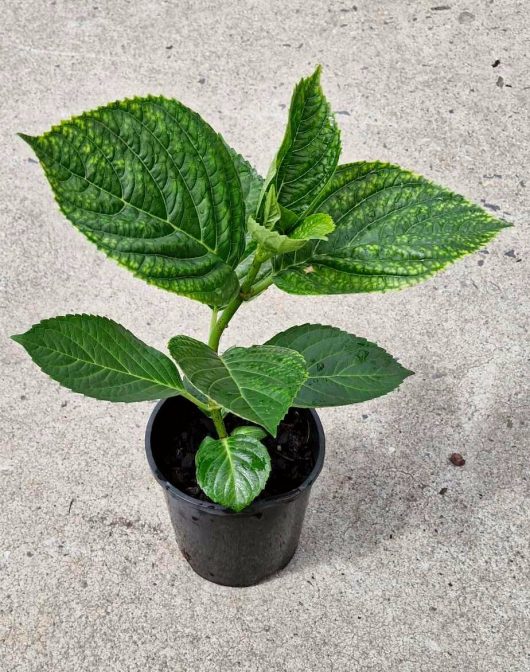 A young Hydrangea macrophylla 'White' is growing in a sleek black 6" pot on a concrete surface.