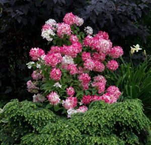 The Hydrangea paniculata 'Tardiva' showcases a stunning array of pink and white blossoms, encompassed by verdant foliage and accented with dark leaves in the distance.