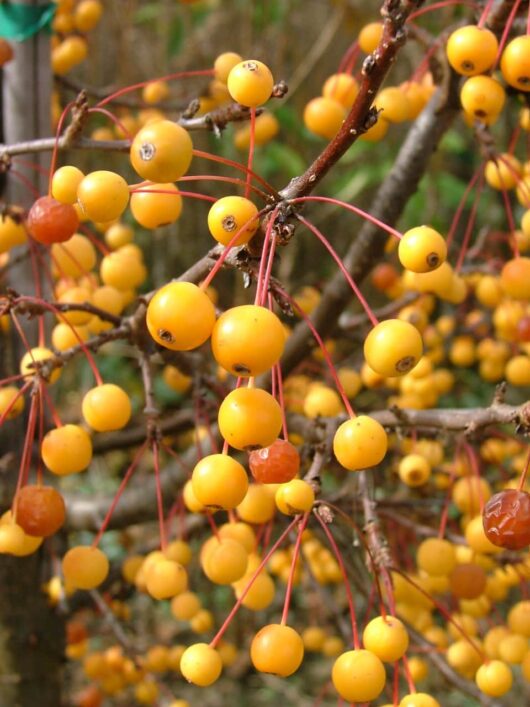Close-up of orange-yellow berries growing on thin red stems attached to brown branches of a Malus 'Cinderella®' Dwarf Crab Apple 12" Pot. The background is blurred greenery.