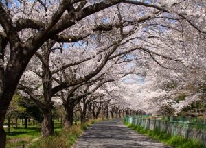 Prunus x yedoensis Yoshino Cherry Blossom Trees flowering white blooms in asia Japan in winter and Spring