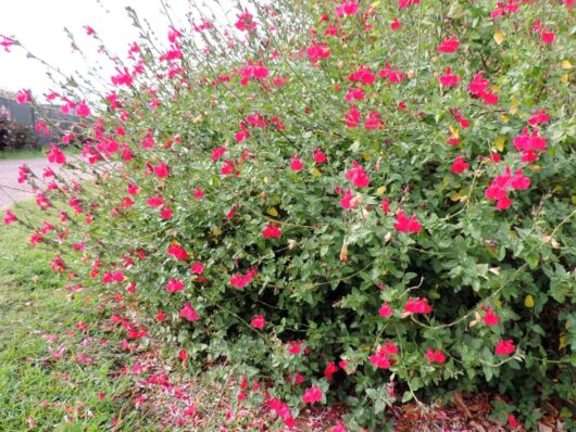 A Salvia 'Margaret Arnold' 4" Pot with numerous small, red flowers stands against a backdrop of greenery. Some flowers have fallen on the ground among the grass and dried leaves. This plant, reminiscent of Margaret Arnold's garden designs, thrives beautifully even in a simple 4" pot.