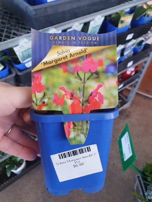 A hand holds a Salvia 'Margaret Arnold' 4" Pot, priced at $6.99. The blue pot features a label with an image of the plant's vibrant red flowers.