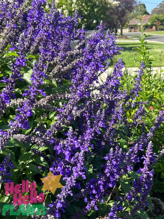 Salvia 'Mystic Spires' purple flowers grace the garden, framed by a street and trees in the background. The "Hello Hello Plants" logo is elegantly placed in the bottom left corner.