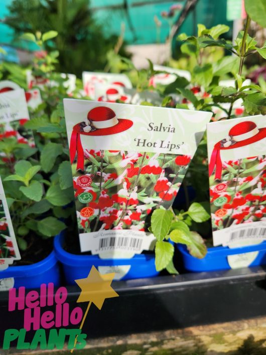 Close-up of potted Salvia 'Hot Lips' 4" Pot plants in a nursery, each with a colorful informational tag featuring a red and white flower and a red hat graphic. A sign reads “Hello Hello PLANTS.”