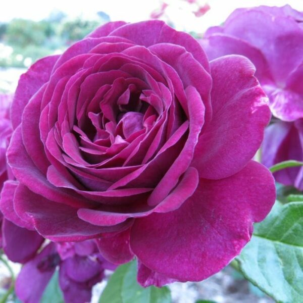 Rose 'Twilight Zone' - Hello Hello Plants