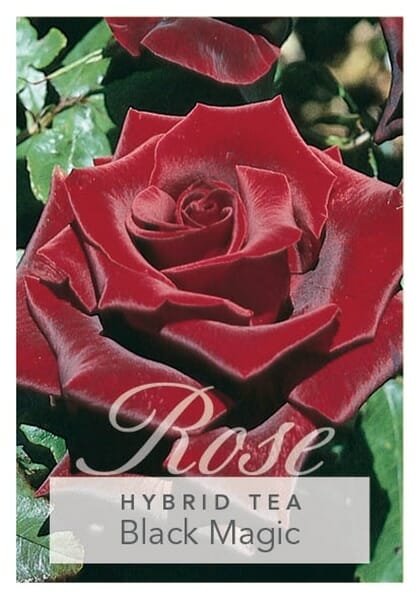 Rose 'Black Magic' 2ft Standard - Hello Hello Plants
