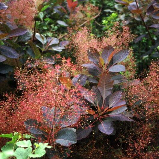 A Cotinus 'Grace' Smoke Bush in a 12" pot showcases dark purple leaves and wispy red to pink flowers in bloom, with bright green foliage visible in the background.