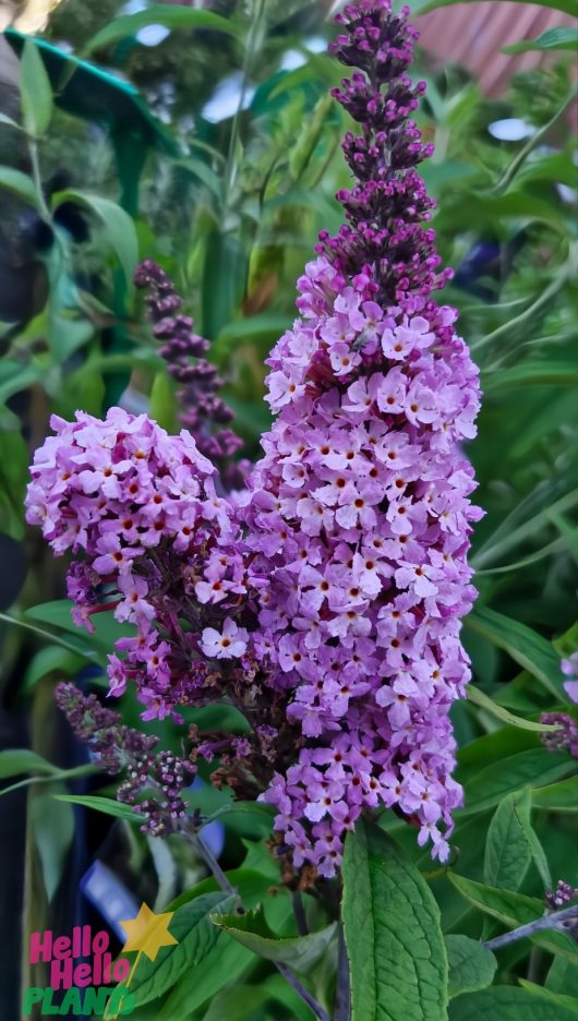 Purple lilac flowers in bloom with green leaves behind, complemented by a Buddleja 'Buzz™ Soft Pink' flowering from a 6" pot.